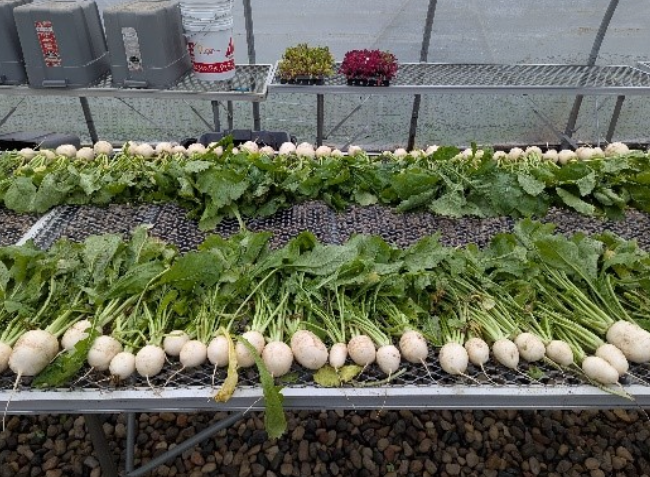 Michigan turnips post harvest, Monique Mose.png